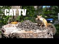 Feeding Frenzy for Chipmunks and Squirrels - 10 Hour Cat TV for Pets to Watch - Sept 20, 2024