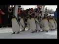 惊喜时刻 旭川动物园企鹅大出动 呈现最美雪景漫步！penguin parade show at asahiyama zoo