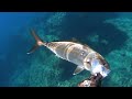 Το κοπάδι με τα Μαγιάτικα amberjacks spearfishing in unknown waters🌊 episode 4 spearfishing cy☑️