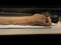 Tour of the National Museum of Egyptian Civilization | famous mummies room | Trip to Cairo 2021