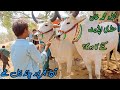 Pure indian kankrej king bull | TANDO MUHAMMAD KHAN MANDI UPDATE | 2 June 2024