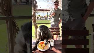 The fastest eating baboon in Namibia 😂 #baboon #funnyanimals #animallover #animals