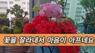 [트롯다육] #제랴늄  가지치기#제랴늄시원하게#대품염좌꽃피우기