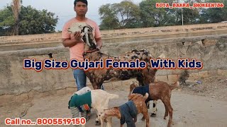 Gujari Female With Kids Goat 6दांत फ्रेश Big Size Goat at@Kota_bakra_shokeen786_vlog#gujarigoat