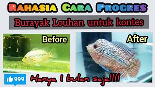 Rahasia Cara Progres Burayak Louhan untuk kontes #cencuindonesia #progres #konteslouhan #cencu