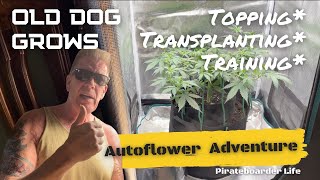 ODG’s Autoflower Adventure the 3T’s…Topping, Transplanting and Training a Cannabis Autoflower Plant