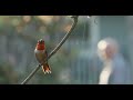 canon r5c 8k 30p hummingbirds in 8k