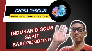 Indukan Discus Sakit Saat Gendong | Gimana Dong?