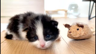 【女神猫】タオルに包まれて大きなあくびをする子猫　#Shorts