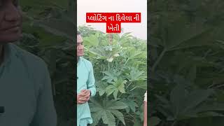 પ્લોટિંગ ના દિવેલા ની ખેતી.#ખેતીવાડી #plants #રવીપાક #જૂનાગઢ #વિસાવદર #ખેતીવાડી #farming #gujarat