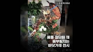 '만세하는 랍스터'❓ 절단된 몸으로 소비되는 바닷가재의 고통