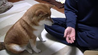 ちょいちょい笑わせてくれる柴犬