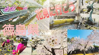 【 満開の桜 】穴場 紹介  2021 3月29日