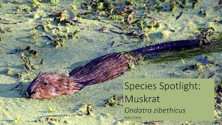 Species Spotlight: Muskrat