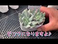 【多肉植物】【ガーデニング】リエール販売苗🌱の紹介❗️ 多肉大好き！なりちゃんパパ　多肉奮闘記その203