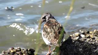 Kort filmpje met Kwelder, Waddenzee, Steenlopers.