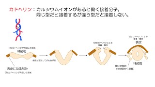 51高校生物「胚の予定運命と器官形成」