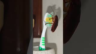 Cockroach | Save your House from all types of Cockroaches and Insects #insects #cockroach