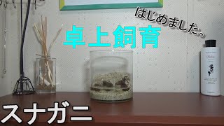 卓上でスナガニ飼育 始めました