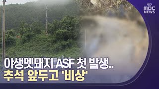 영주, 야생멧돼지 ASF 첫 발생..추석 앞두고 '비상' | 대구MBC