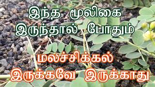 மலச்சிக்கலை எளிதில் போக்கும் மூலிகை.. எளிதில் கிடைக்கும் மூலிகை..