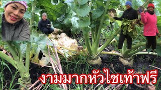 ดงหัวไชเท้าฝรั่งแตก # เจอของดีของฟรี # ต้องรีบเก็บ # สี่สาวจัดเต็ม.1/12/22.