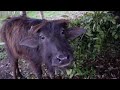 a buffalo herder in the the jungle shed life in rural nepal