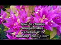 how to choose bougainvillea varieties with nonstop thick bloom