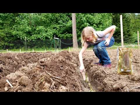 How to Plant Potatoes How to Plant Potatoes