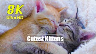 Cutest Kittens Cats in 8K UHD
