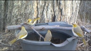 White-plumed honeyeaters and white-browed scrubwrens