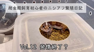 【爬虫類飼育初心者のニシアフ繁殖日記】Vol.12  発情終了？