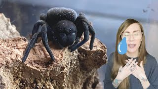 tom patterson made me cry (unboxing tarantulas)