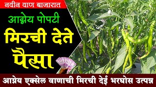 मिरची शेती | आग्नेया पोपटी मिरची देते पैसा | Southeast Excel Variety of Chili | Maharashtra Farmer