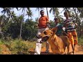 Video 4 A Breed Focus The Kombai By Mr Uma Shankar Pandiyan Subtitles In English