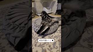 #猫と暮らす家 #アメショー #猫 #ラッテ #猫動画 #shorts