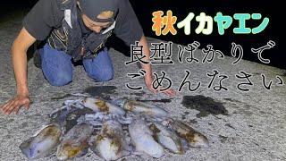 【秋イカ】良型釣りすぎて本当にごめんなさい【ヤエン】