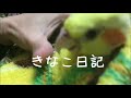 インコが体を膨らませるのは寒いからなの！？ 病気、具合でも悪いの！？cockatiel【オカメインコのきなこ】