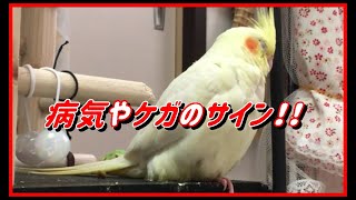 インコが体を膨らませるのは寒いからなの！？ 病気、具合でも悪いの！？cockatiel【オカメインコのきなこ】