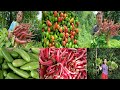 Harvesting Of Organic Vegetables From My Field || Rural Life In Village Vlog ||