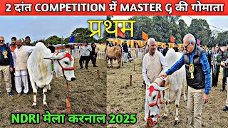 👍NDRI मेला करनाल 2025🏆🏆2 दांत COMPETITION में MASTER G की गोमाता🌟प्रथम ## FIRST