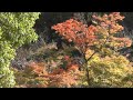 興聖寺 その2 琴坂を駐車場から 京都の紅葉名所　kosho ji temple autumn leaves attractions in kyoto part.2