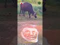 smart intelligent cow