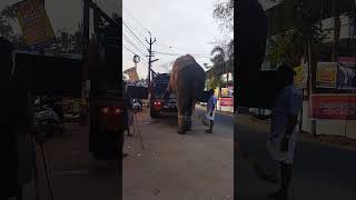 #keralaelephant II ആരും പിടിക്കണ്ട ഞാൻ ഇറങ്ങിക്കോളാം ...