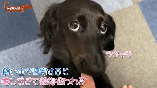 【ダックス多頭飼い】飼い主が帰宅した時のダックスちゃん達の喜び方が可愛すぎる【多頭飼い】【日常動画】【5ダックス】【Dachshund】【ダックス】【5ダックス】