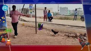 ఏపీ లో కోలాహలంగ కోడిపందాల జోరు.. | Sankranthi Special | Chicken betting frenzy in AP | iD Vijayawada