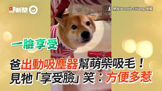 用吸塵器幫柴柴吸毛！牠一臉享受｜寵物動物｜狗｜柴犬