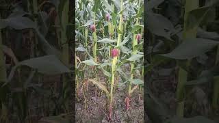 শস্য খেতের সুন্দর দৃশ্য । Beautiful view of the grain field