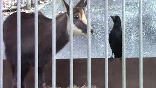 食事をするシャモア「モンブラン」とカラス（多摩動物公園） Chamois \u0026 Crow