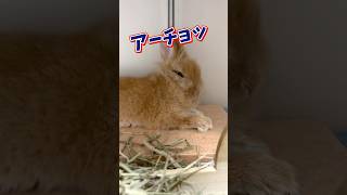 覚醒するウサギ笑😆　#shorts #bunny #rabbit #うさぎ　#ウサギ